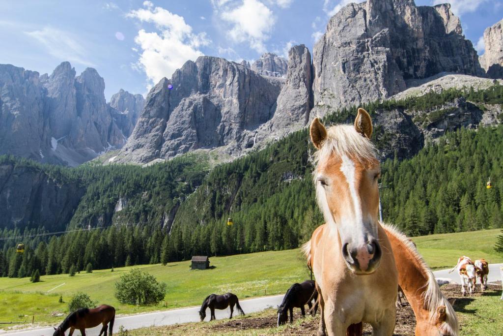 Chalet Madrisa Corvara In Badia Εξωτερικό φωτογραφία